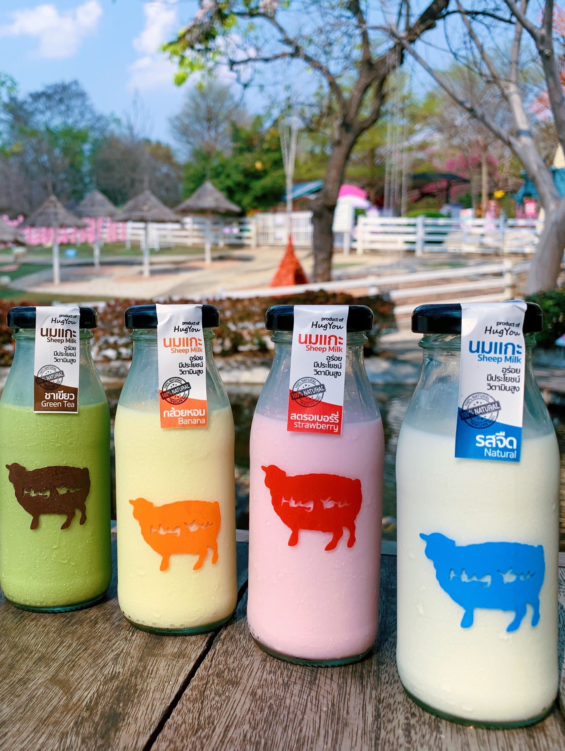 นมแกะหลากรส อร่อยดี มีประโยชน์ ที่ฟาร์มแกะฮักยู จุดแวะ ท่องเที่ยว ลำปาง ภาคเหนือ